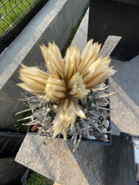 Turbinicarpus klinkerianus